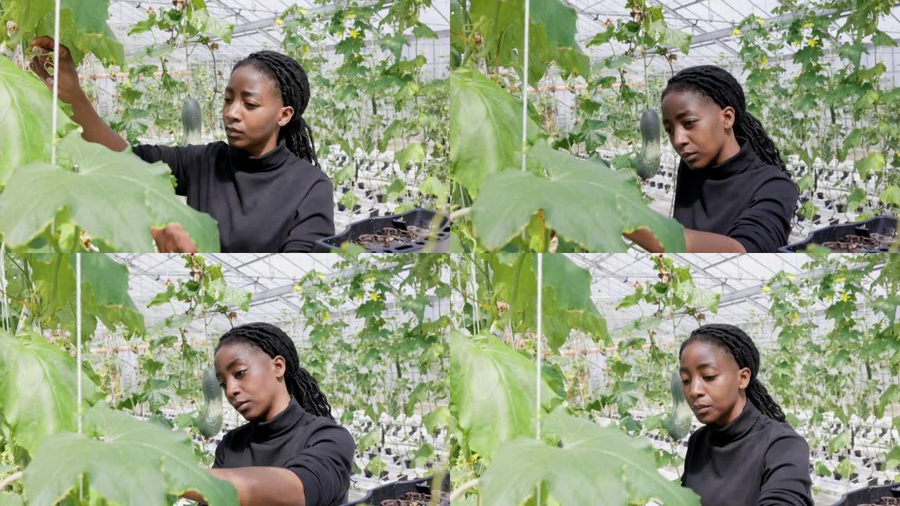 一名非洲妇女在温室里检查植物