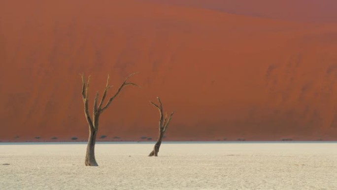WS Deadvlei树木在白色粘土锅中对抗沙丘，纳米比亚，非洲