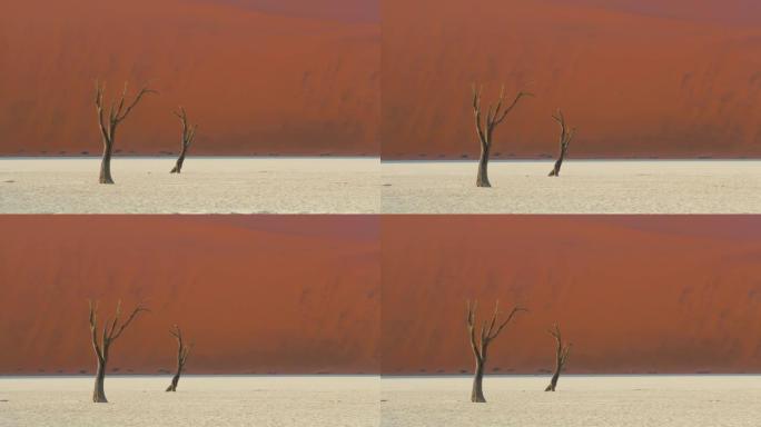 WS Deadvlei树木在白色粘土锅中对抗沙丘，纳米比亚，非洲