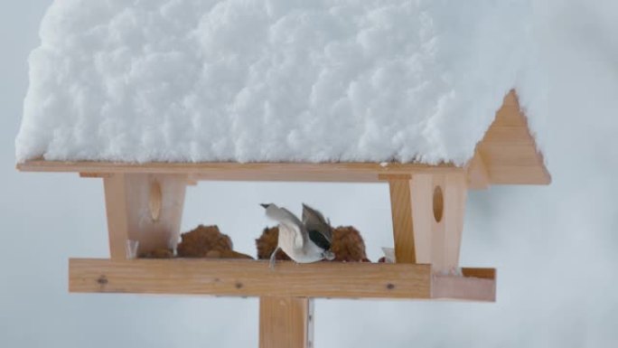关闭，dop: 在寒冷的冬日，柳树山雀从鸟屋里飞出来。