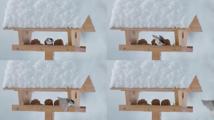 关闭，dop: 在寒冷的冬日，柳树山雀从鸟屋里飞出来。
