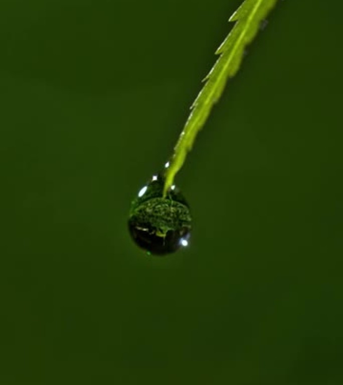 时间扭曲液滴从蕨类植物上滴下