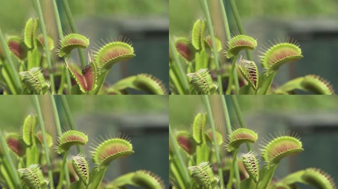 特写镜头，dop: 食肉植物的陷阱叶靠近一只小昆虫。