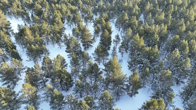 航拍呼伦贝尔雪原沙地樟子松