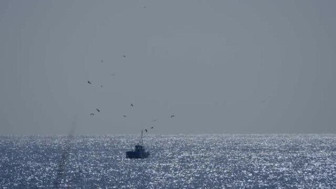海鸟和渔船捕食海面上的小鱼