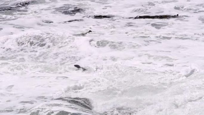 海豹突击队在非洲纳米比亚的海洋冲浪中游泳