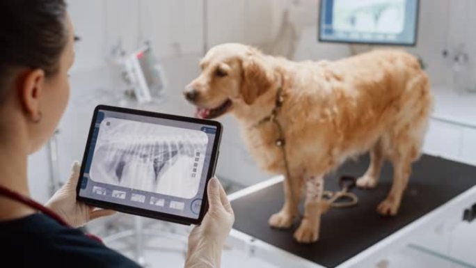 金毛犬站在检查台上，一位女兽医用平板电脑用x射线扫描评估狗的健康状况。在一家现代兽医诊所工作的医生