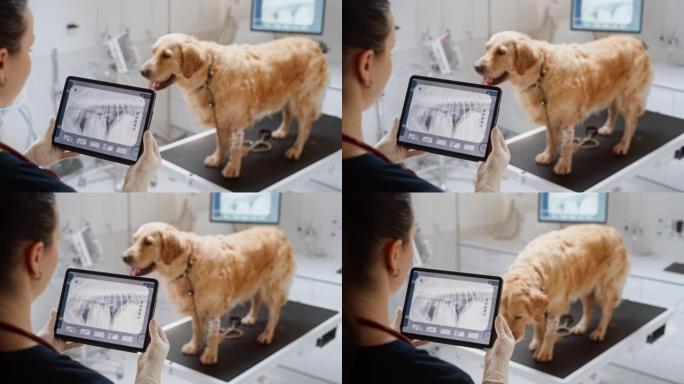 金毛犬站在检查台上，一位女兽医用平板电脑用x射线扫描评估狗的健康状况。在一家现代兽医诊所工作的医生