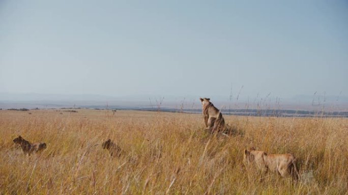 狮子在阳光明媚的野生动物保护区的高高的草丛中坐着和行走