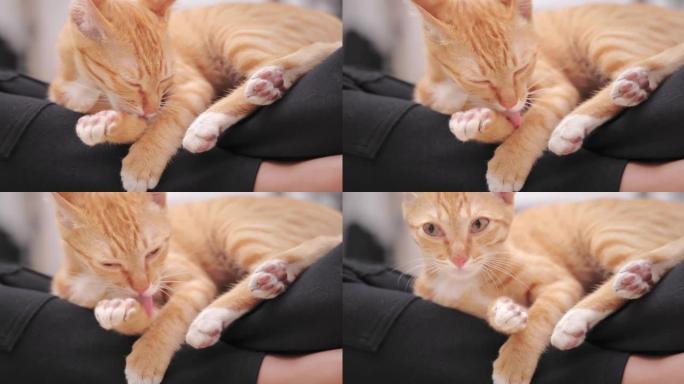 一个女人抱着一只毛绒绒的猫