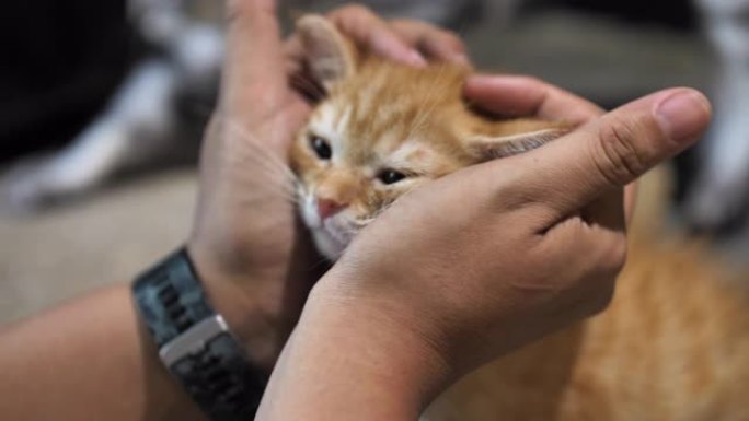 特写手玩猫空镜慢动作升格