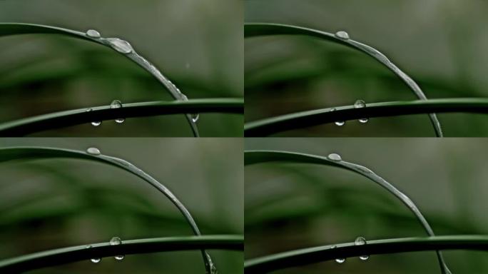 超级SLO MO特写两片窄叶，上面有水滴，水滴在一片叶子上，流下