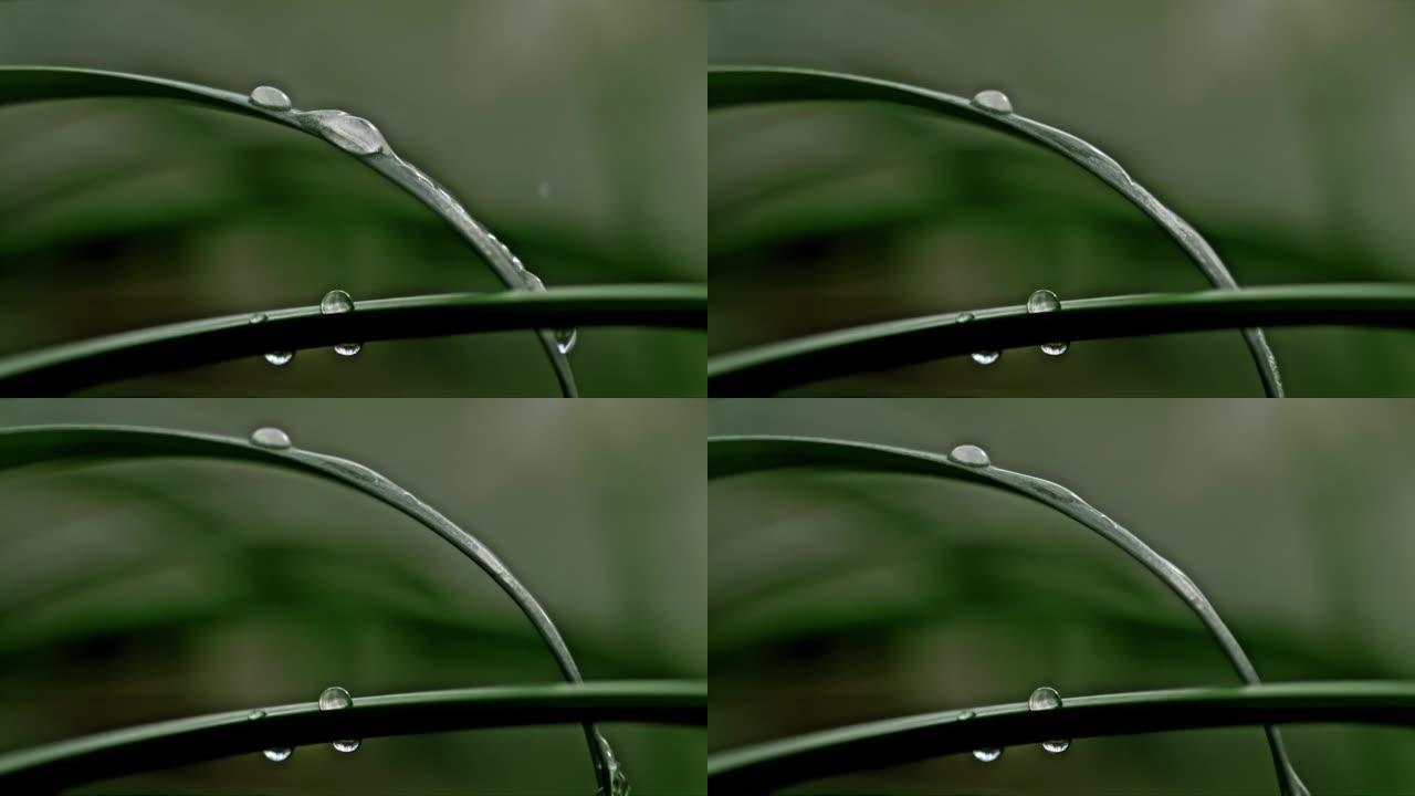 超级SLO MO特写两片窄叶，上面有水滴，水滴在一片叶子上，流下