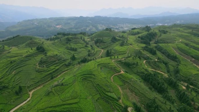 山中茶场的鸟瞰图茶园茶叶种植茶农采摘绿茶