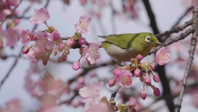 从樱花中吸食花蜜的白眼