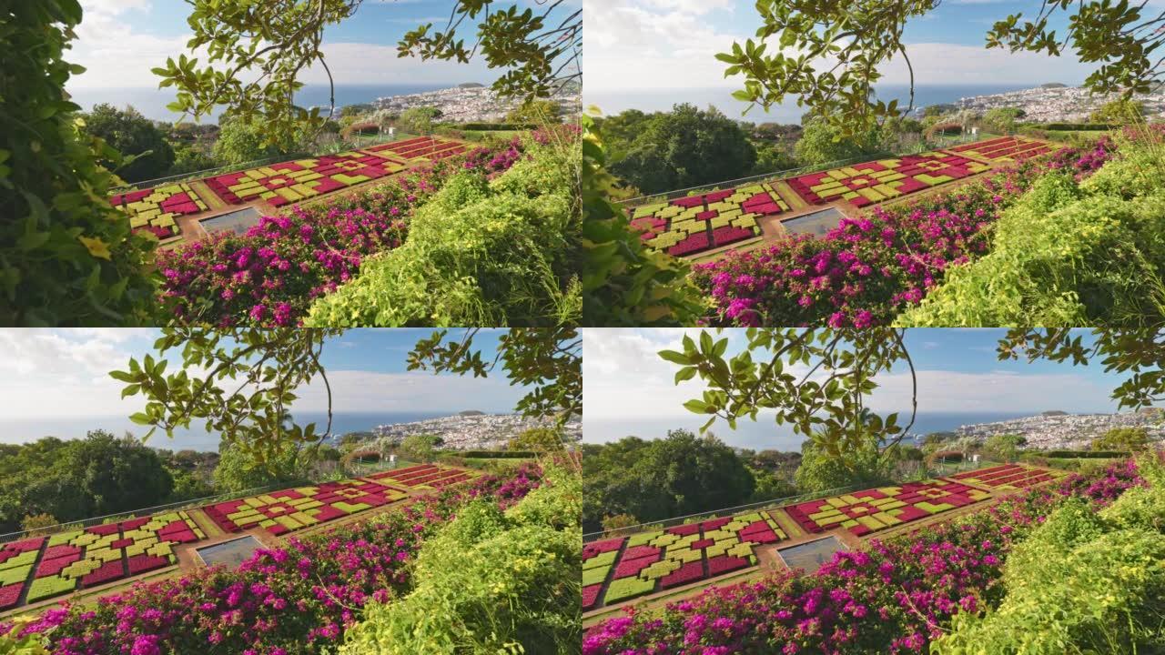 马德拉丰沙尔植物园丰富的植物和花卉。马德拉岛和丰沙尔市多样化植被的华丽阳光明媚的景色。万向节射击，4