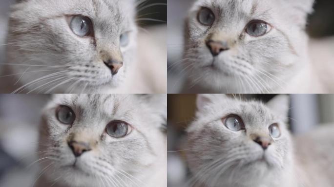 灰色虎斑猫的严厉脸的极端特写视频。