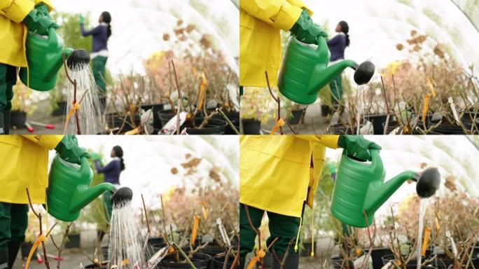 花园工人为温室中的盆栽植物浇水