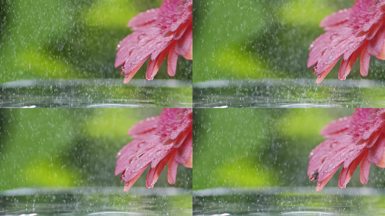 夏雨下的粉红色雏菊非洲菊花。雨滴的慢动作镜头慢慢落在雏菊花瓣上。绿色树叶背景
