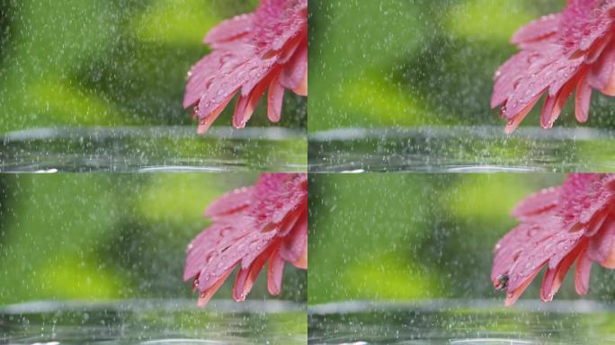 夏雨下的粉红色雏菊非洲菊花。雨滴的慢动作镜头慢慢落在雏菊花瓣上。绿色树叶背景