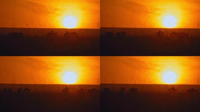 剪影的牛羚在日出的天空中走在太阳下