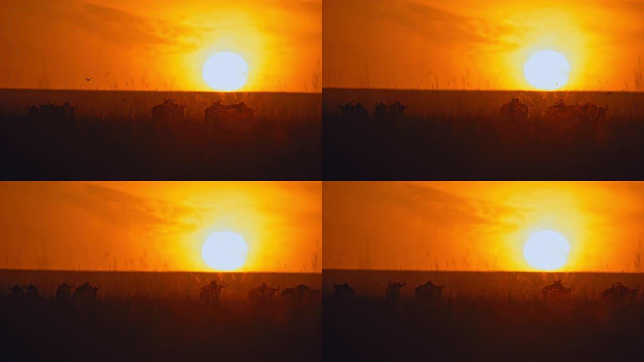 剪影的牛羚在日出的天空中走在太阳下