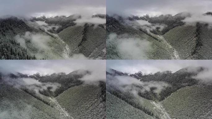 雪后森林起雾了绿水青山大山云海生态山脉