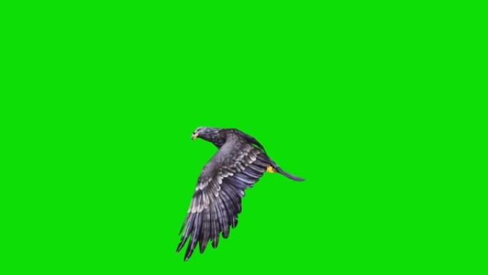 绿屏黑鹰飞行动画。动物的概念，野生动物，游戏，返校，3d动画，短视频，电影，卡通，有机，色键，人物动