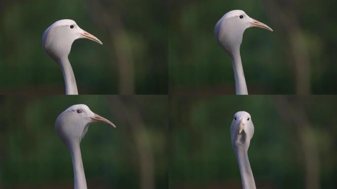 美丽壮丽的蓝鹤，濒危物种，南非的国鸟，慢动作，特写肖像视图，看着相机
