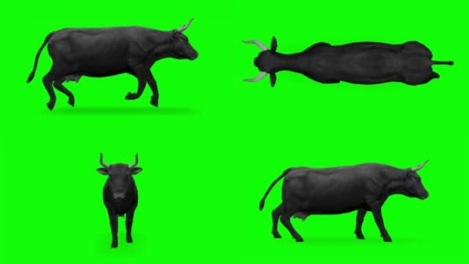 绿屏上的牛。动物的概念，野生动物，游戏，返校，3d动画，短视频，电影，卡通，有机，色键，人物动画，设