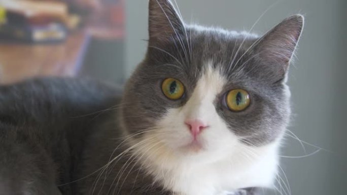 一只美丽的灰色猫的肖像