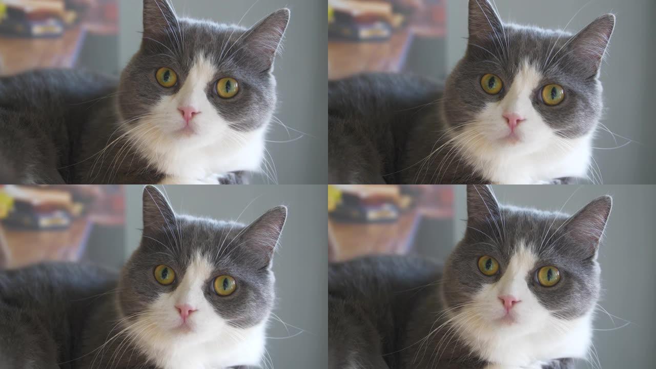 一只美丽的灰色猫的肖像