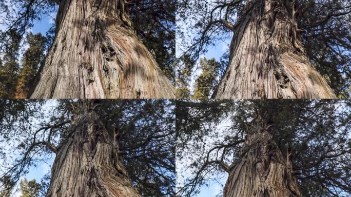 西藏林芝的巨柏大树树龄参天大树