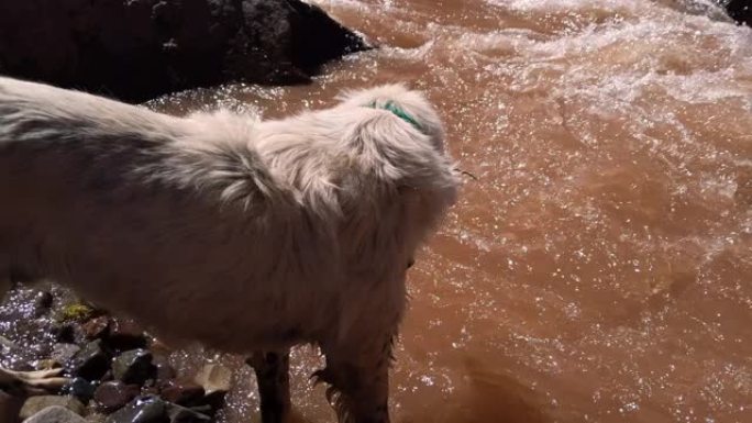 流浪狗从南美洲阿根廷安第斯山脉的一条山河喝水。