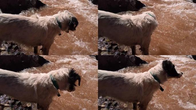 流浪狗从南美洲阿根廷安第斯山脉的一条山河喝水。
