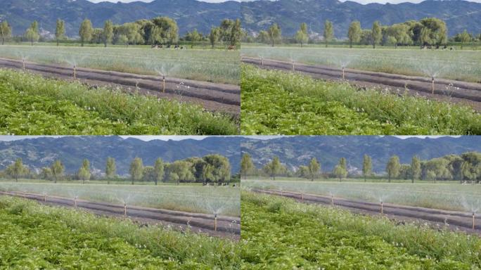 洋葱和马铃薯田上的水灌溉系统
