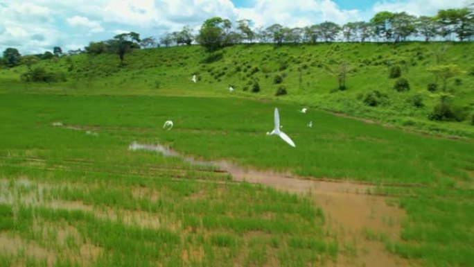 空中: 土著白鸟飞越巴拿马灌溉的稻田。