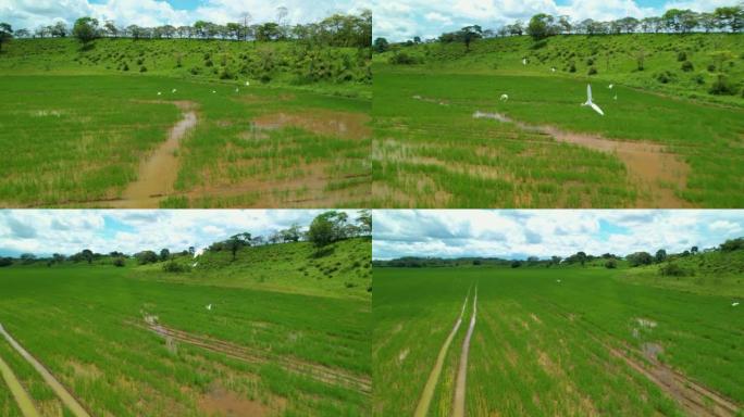 空中: 土著白鸟飞越巴拿马灌溉的稻田。