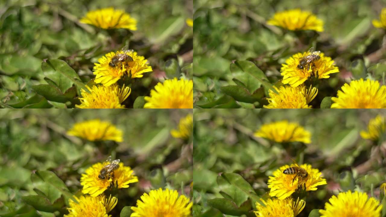 花上的蜜蜂
