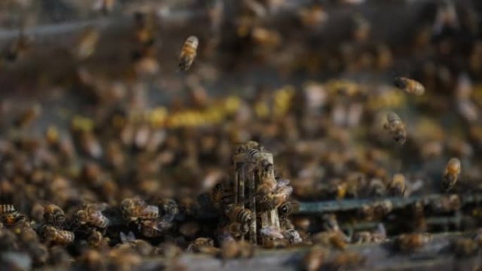 蜂群在蜂巢上爬行的蜜蜂慢动作4k镜头