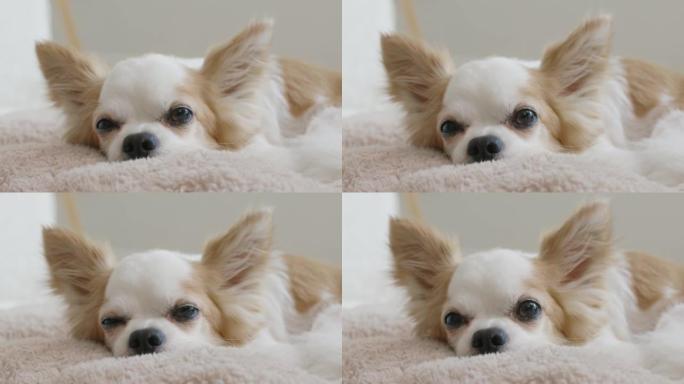 可爱的小吉娃娃狗，床舒适，睡得轻松放松。