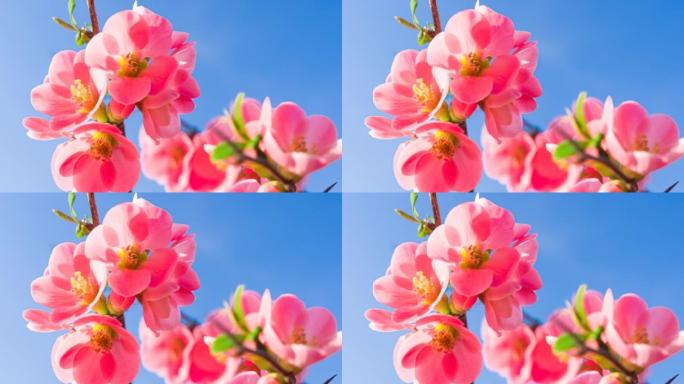 充满活力的粉红色樱花在湛蓝的天空下