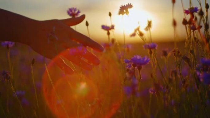 SLO MO女人的手在日落时触摸田野中的矢车菊