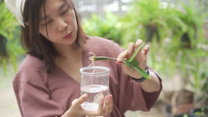 亚洲妇女正在检查水中生长的翡翠棕榈根