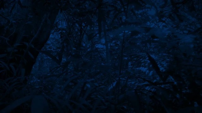 在夜间侧视下穿越茂密的丛林