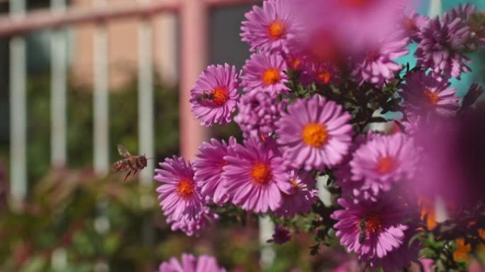 超慢动作蜜蜂在花上收集花粉