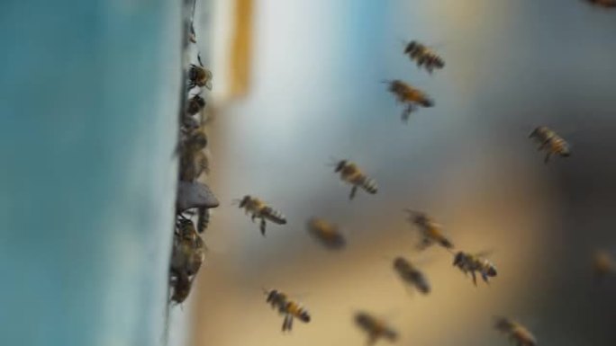 蜂群在特写镜头中飞入养蜂场