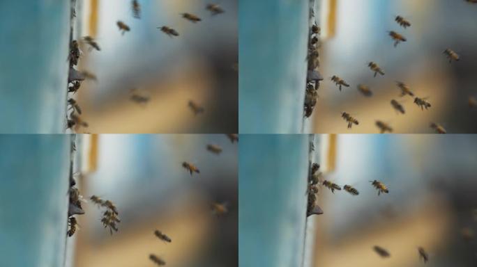蜂群在特写镜头中飞入养蜂场