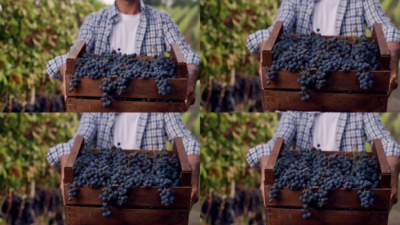一名男子的肖像向相机展示了一个装满葡萄的盒子，背景是葡萄园。快乐微笑的男性农民自豪地展示他田间的收成