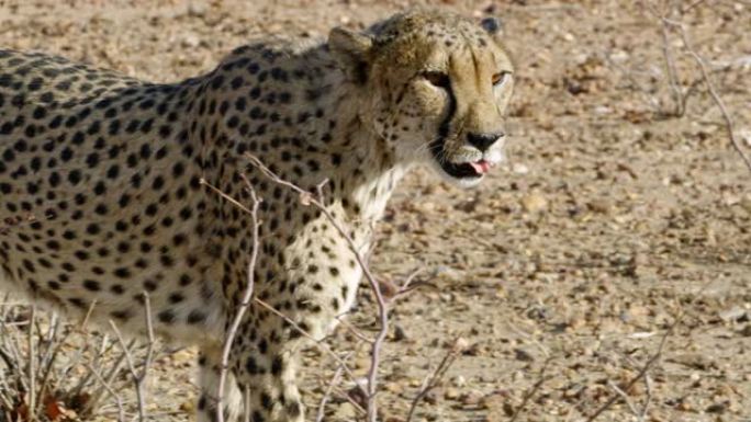 非洲纳米比亚的肖像画猎豹跟踪